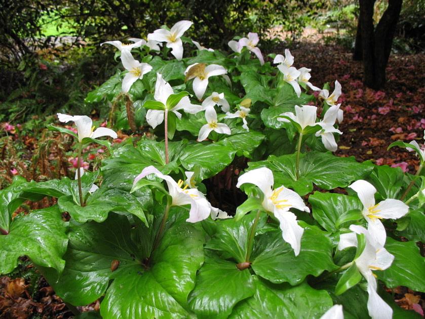 Trilliums at the arboretum