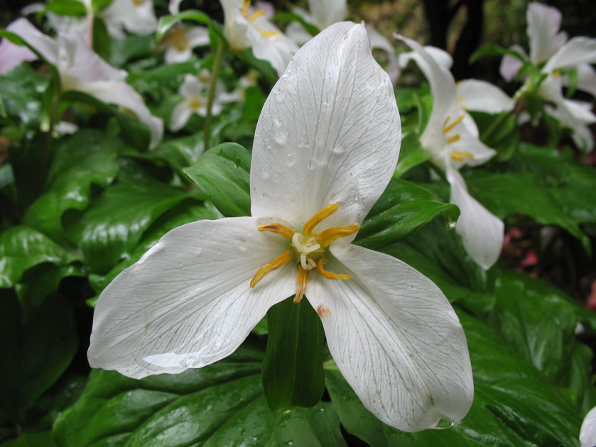 Trilliums at the arboretum