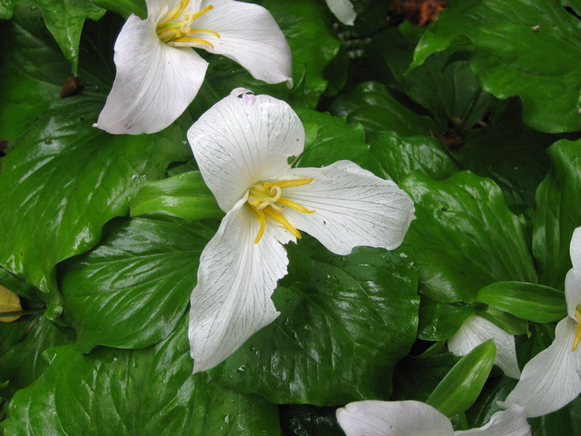 Trilliums at the arboretum