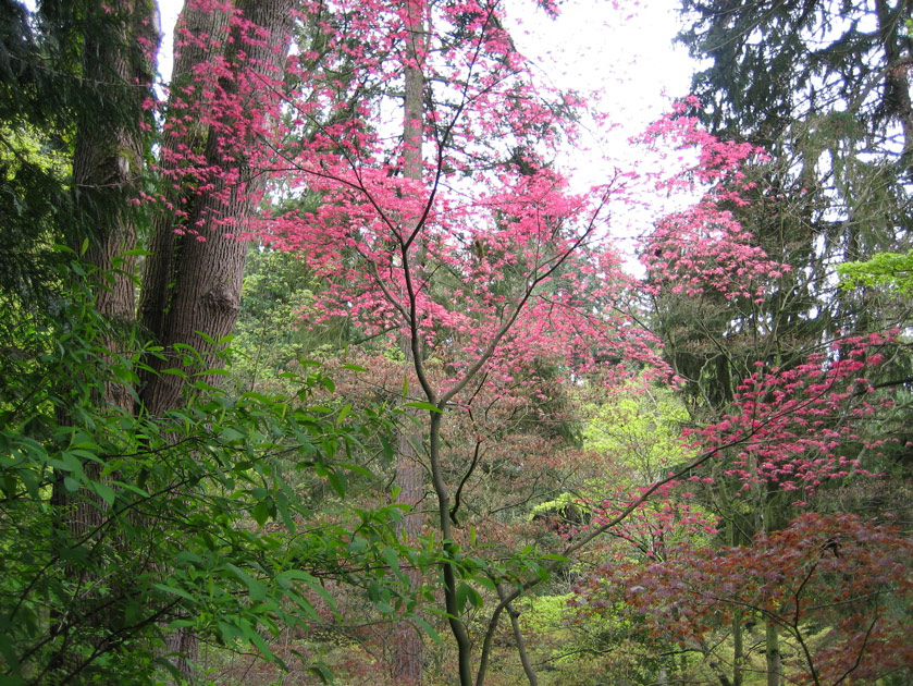 Japanese maple at the arboretum