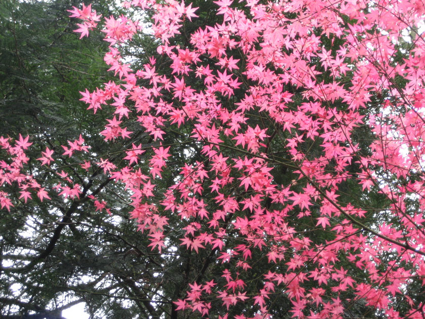 Japanese maple at the arboretum