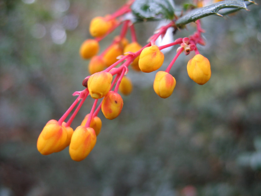 Arboretum