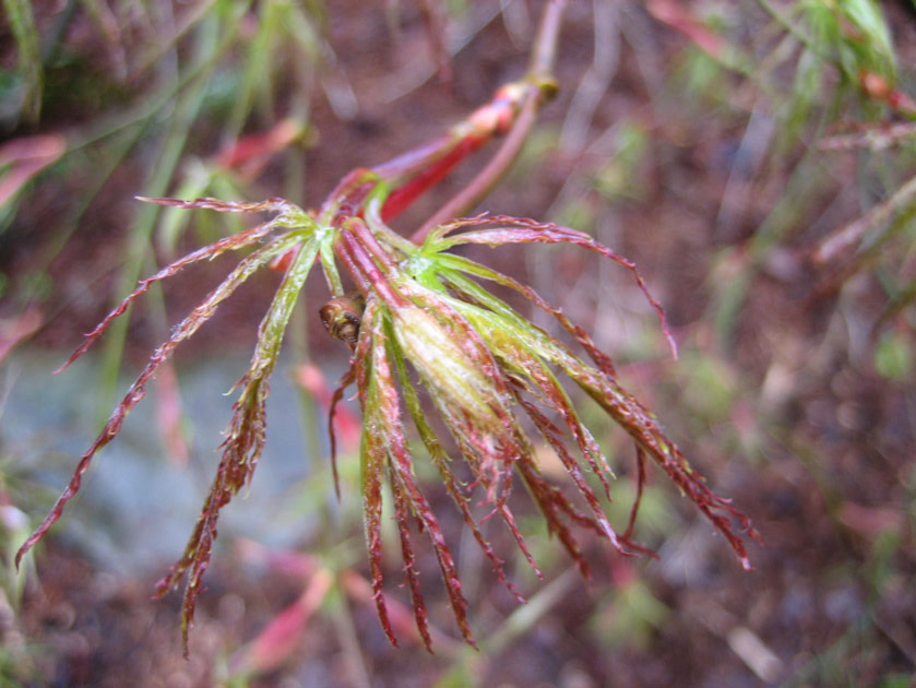 Japanese maple at the arboretum