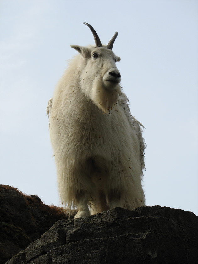 Mountain goat at the Woodland Park Zoo