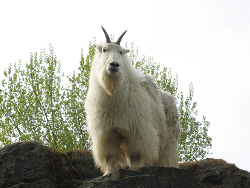 Mountain goat at the Woodland Park Zoo