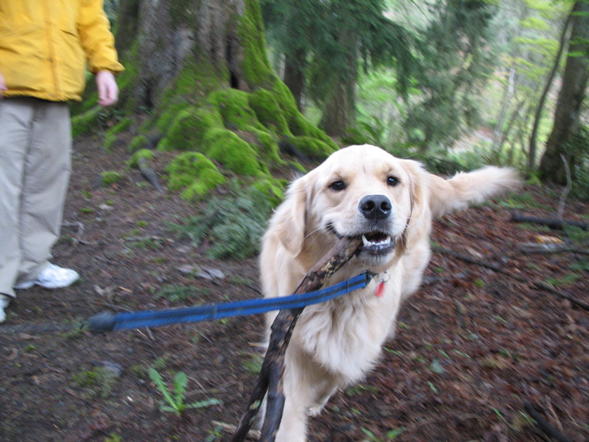 Dog at the arboretum