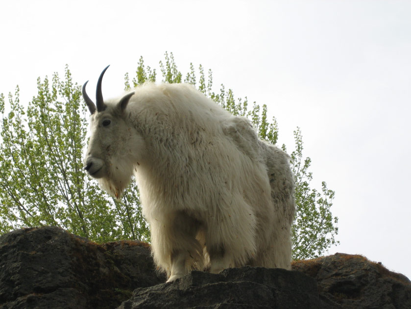 Mountain goat at the Woodland Park Zoo