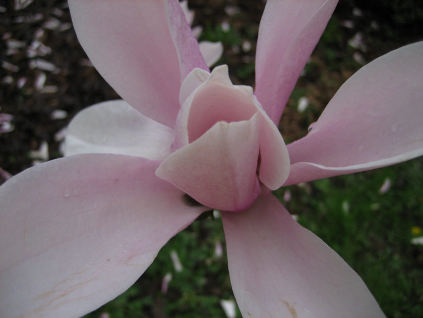 Magnolia at the arboretum