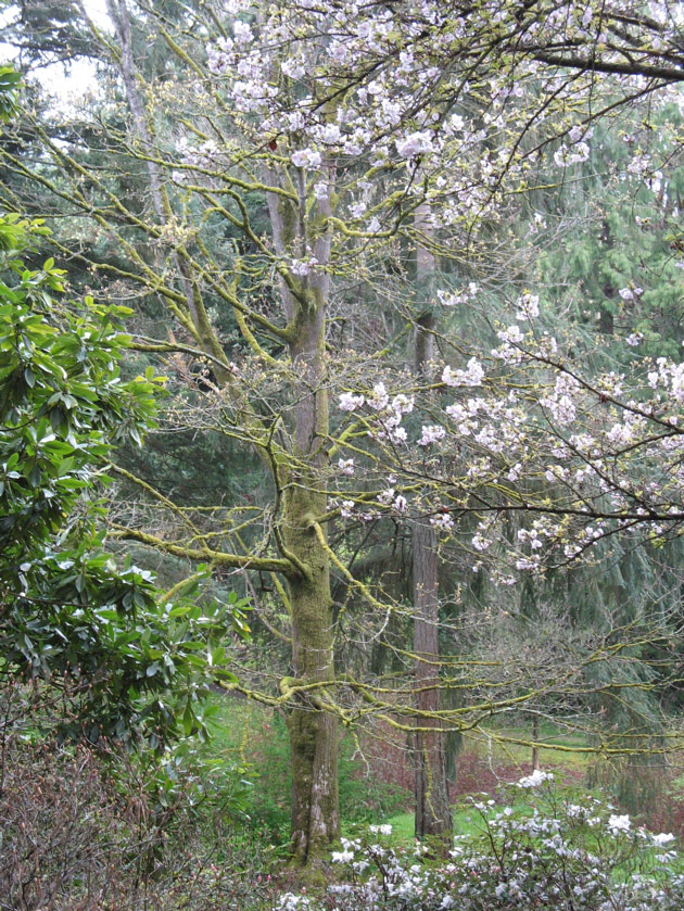 Arboretum