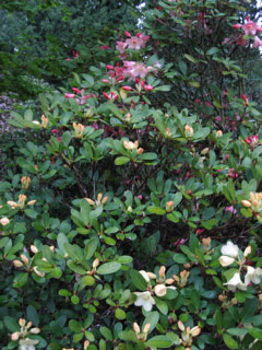 Rhododendrons at the arboretum