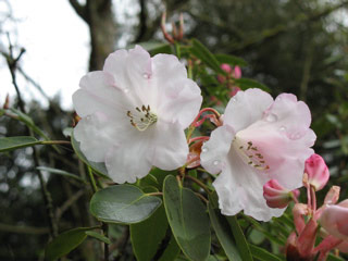 Rhododendron at the arboretum