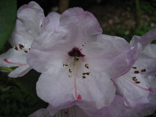 Rhododendron at the arboretum