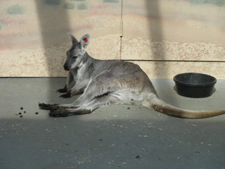 Wallaroo lounging at the Woodland Park Zoo