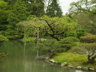 Japanese garden at the arboretum