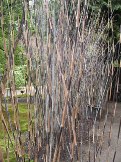 Cool striped grass at the Japanese garden at the arboretum