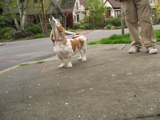 Zoe the basset hound in Montlake
