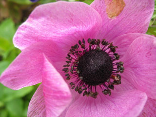 Anemone in Montlake