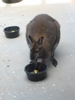 Wallaroo at the Woodland Park Zoo