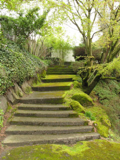 Stairs in Montlake