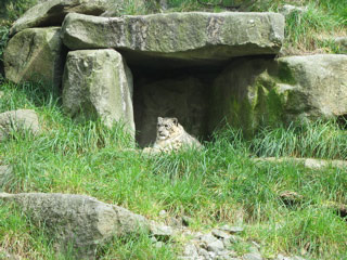 Snow leopard at the Woodland Park Zoo
