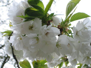 Flowers at the Woodland Park Zoo