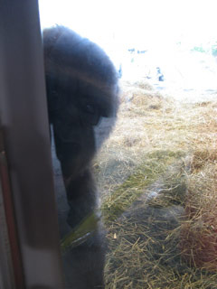 Young gorilla playing at the Woodland Park Zoo