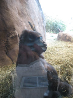 Mother gorilla at the Woodland Park Zoo