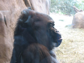 Mother gorilla at the Woodland Park Zoo