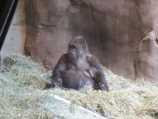 Mother gorilla at the Woodland Park Zoo