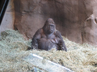 Mother gorilla at the Woodland Park Zoo