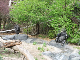 Gorillas at the Woodland Park Zoo