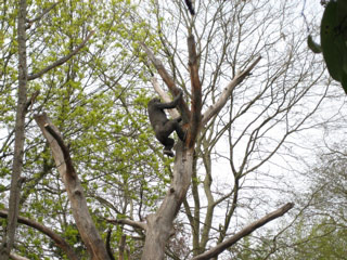 Young gorilla at the Woodland Park Zoo