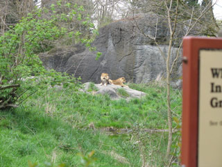 Lions at the Woodland Park Zoo