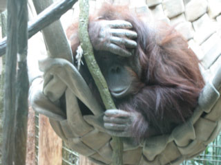 Orangutan hanging out in a sling at the Woodland Park Zoo