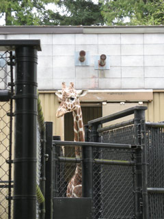 Giraffe coming out of the very tall barn at the Woodland Park Zoo