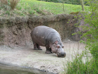 Hippo at the Woodland Park Zoo