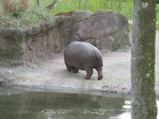 Hippo at the Woodland Park Zoo