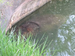 Hippo underwater at the Woodland Park Zoo