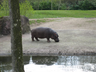 Hippo at the Woodland Park Zoo