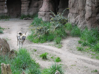 African painted dogs at the Woodland Park Zoo