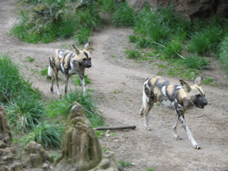 African painted dogs at the Woodland Park Zoo