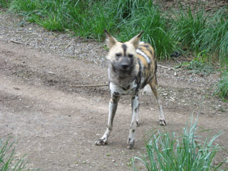 African painted dogs at the Woodland Park Zoo