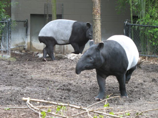 Tapirs at the Woodland Park Zoo