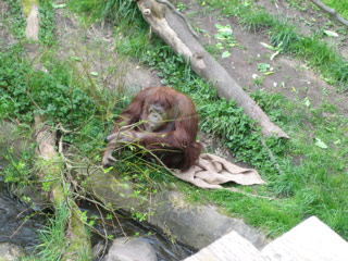 Orangutan with burlap at the Woodland Park Zoo