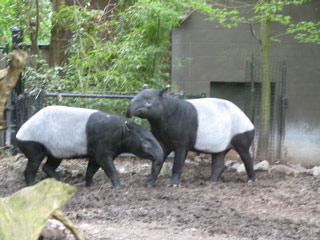 Tapirs at the Woodland Park Zoo