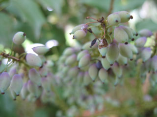 Berries near the arboretum