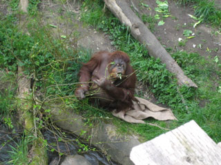 Orangutan with burlap at the Woodland Park Zoo