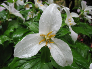 Trilliums at the arboretum