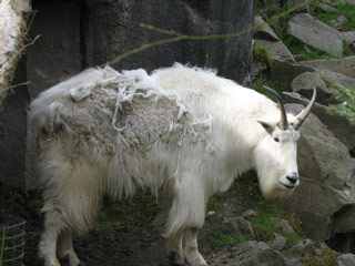 Mountain goat at the Woodland Park Zoo
