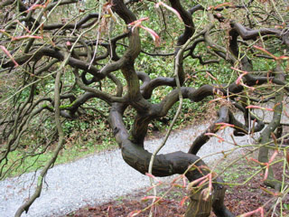 Japanese maple at the arboretum